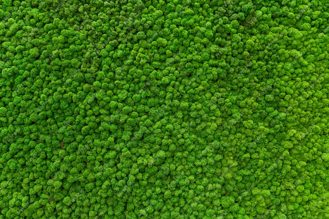 Moos Textur Mossaro