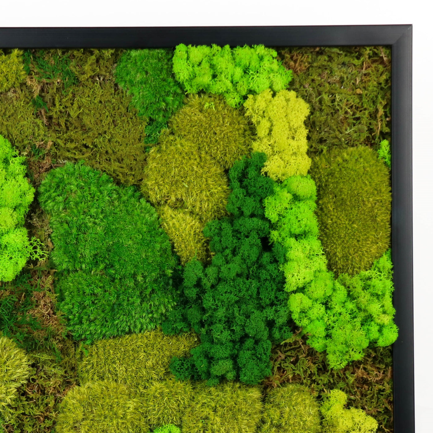 Mossaro, home décor, wall art, framed art, modern home décor, modern wall décor, framed wall art, wall art décor, home wall design, living room wall design, wall art design, wall decor for living room, room wall design, moss wall art, moss wall, preserved moss, unique wall art, plant art, moss art, preserved moss wall art, moss frames